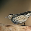 Black-and-white Warbler